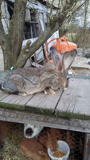 Mascul 2.2 kg - Mascul ro 04 achizitie vaida 2016 martie