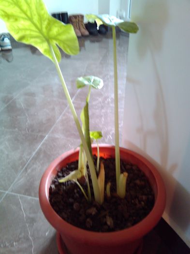 21.03.2016 051 - Flori din casa
