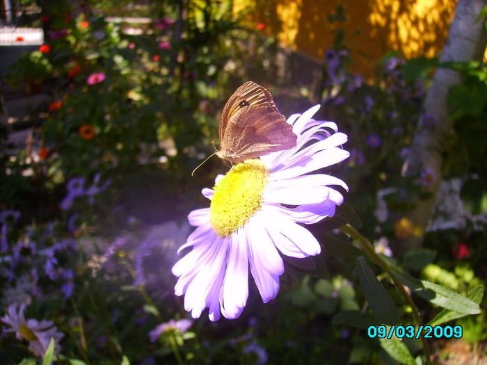 IMG_8704 - Fluturele si floarea