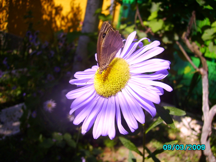 IMG_8705 - Fluturele si floarea