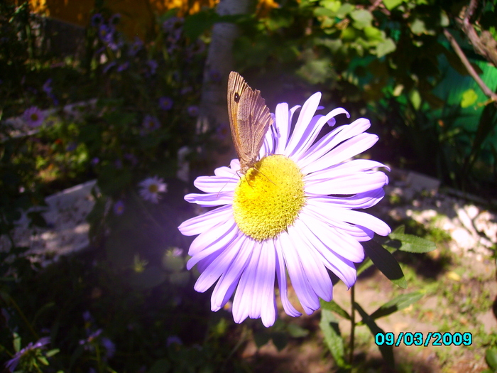 IMG_8707 - Fluturele si floarea