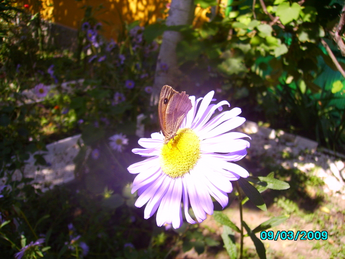 IMG_8710 - Fluturele si floarea