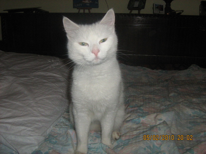 Picture 003 - pisicuta sasha