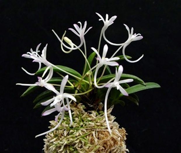 neofineta falcata