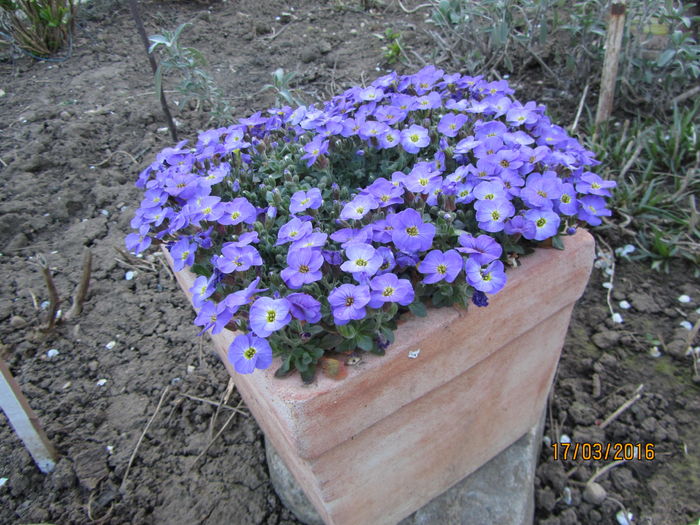 Aubrieta - Flori de gradina-2016-Primavara