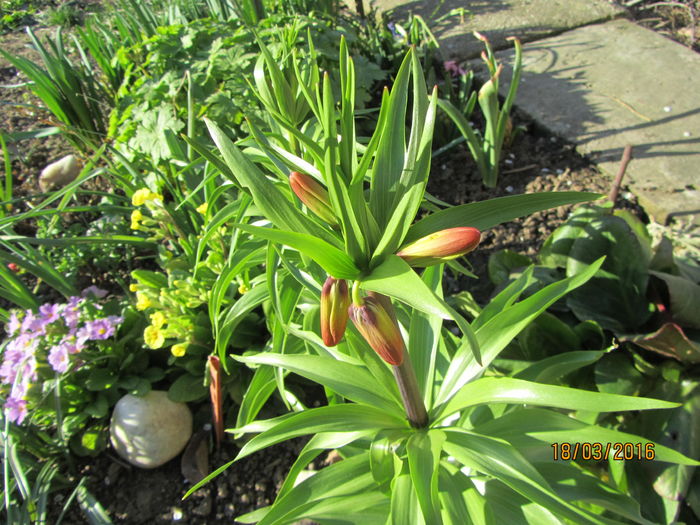 Fritillaria imperialis