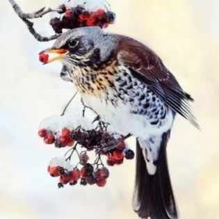 676505_f877699639f7c7ad883d259328e97fb1_mdsq