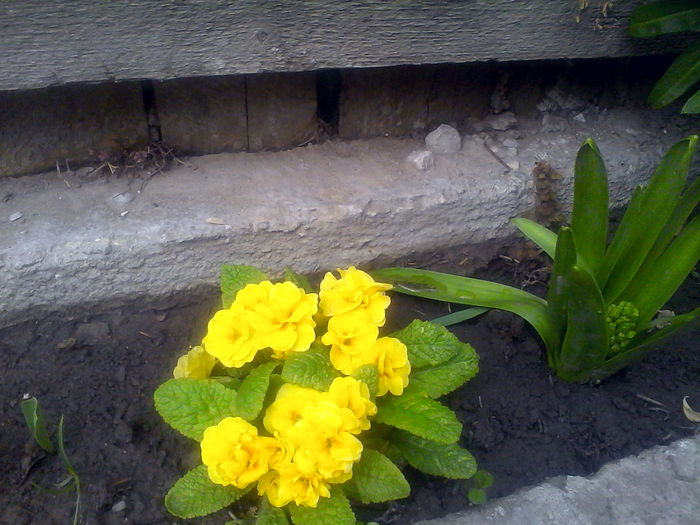 Primula galbena parfumata - Mica mea gradina cu flori