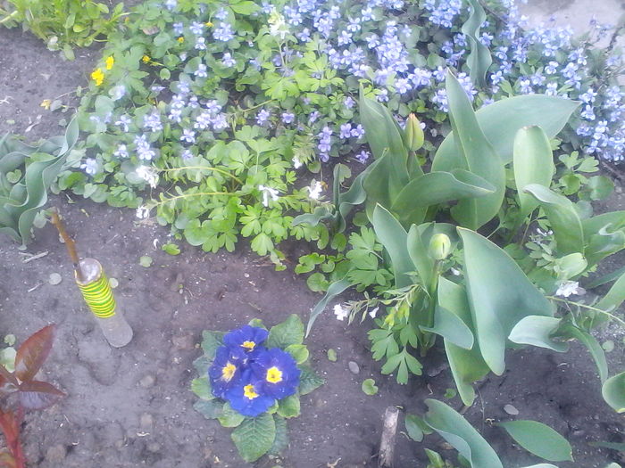 Se pregatesc si acestea sa infloreasca - Mica mea gradina cu flori