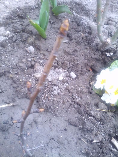 Butas de par salbatic pus la inradacinat