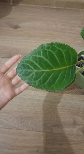 12803080_1275211729175143_4101079632129209798_n