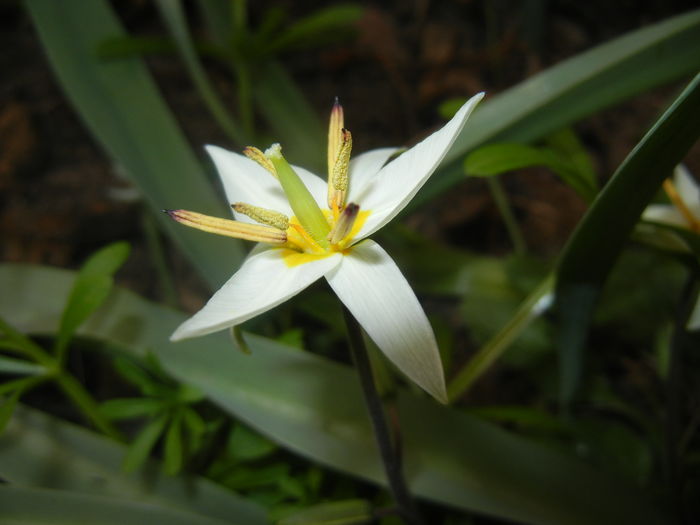 Tulipa Turkestanica (2016, March 21)