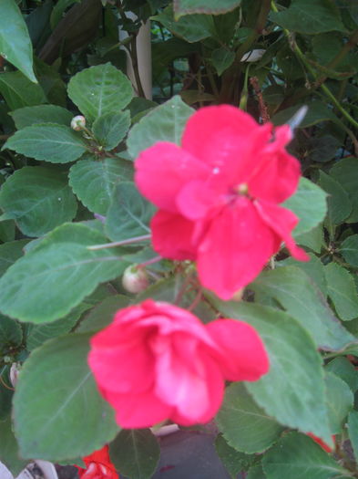 IMG_2408 - Flori