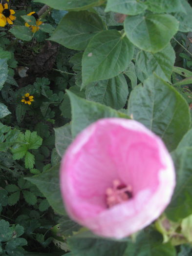 IMG_2452 - Hibiscus de gradina