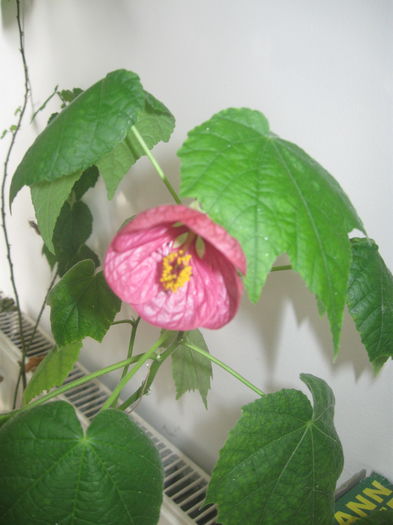 IMG_2477 - Abutilon