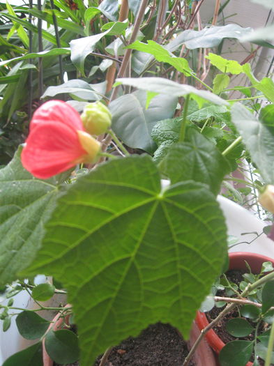 IMG_2487 - Abutilon