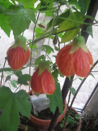 IMG_2514 - Abutilon
