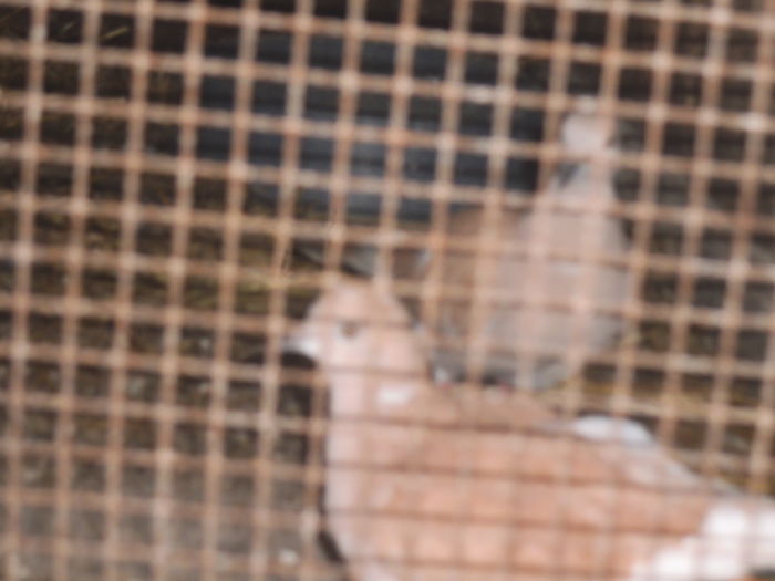 DSCF7637 - turturelele mele razatoare