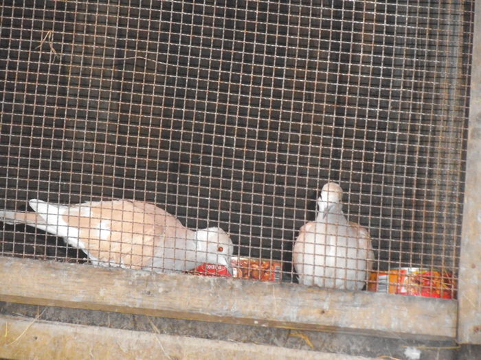 DSCF7635 - turturelele mele razatoare