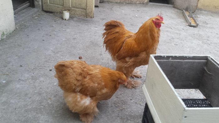 12874316_1010730852330290_2103479653_o