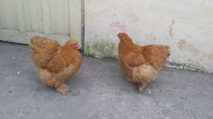 12887507_1010730788996963_2044909562_o