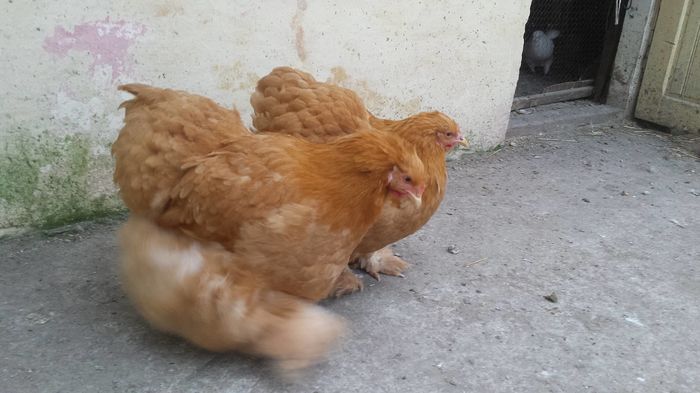 12894382_1010730705663638_1115330943_o