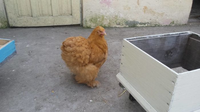 12896349_1010730988996943_1847221717_o