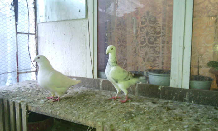 IMG_20160322_174626 - Voiajori germani 2016