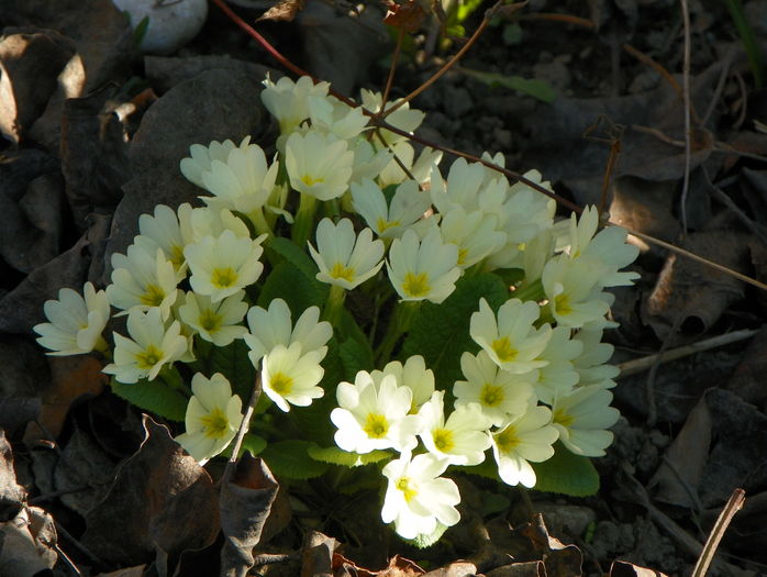primula acaulis
