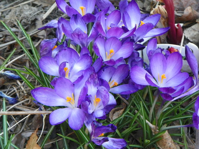 crocus Ruby Giant