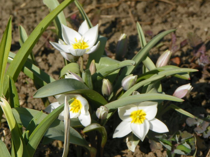 tulipa polychroma - Primavara 2016