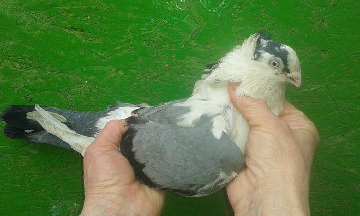 F - A DOUA PARTE 2016