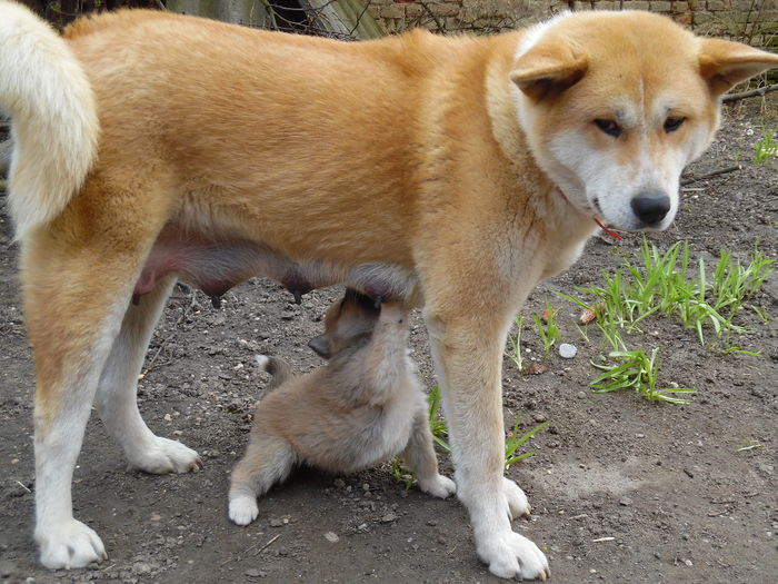 SAM_1198 - AKIRA-femela rasa Akita Inu Japonez