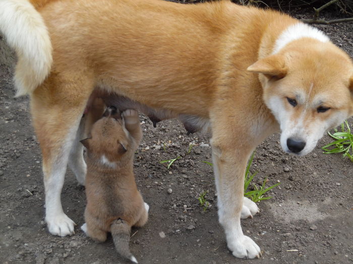 SAM_1197 - AKIRA-femela rasa Akita Inu Japonez