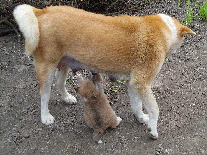 SAM_1196 - AKIRA-femela rasa Akita Inu Japonez