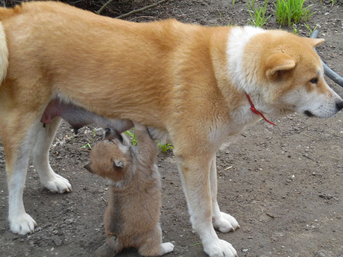 SAM_1195 - AKIRA-femela rasa Akita Inu Japonez