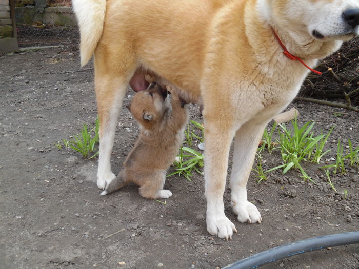 SAM_1188 - AKIRA-femela rasa Akita Inu Japonez