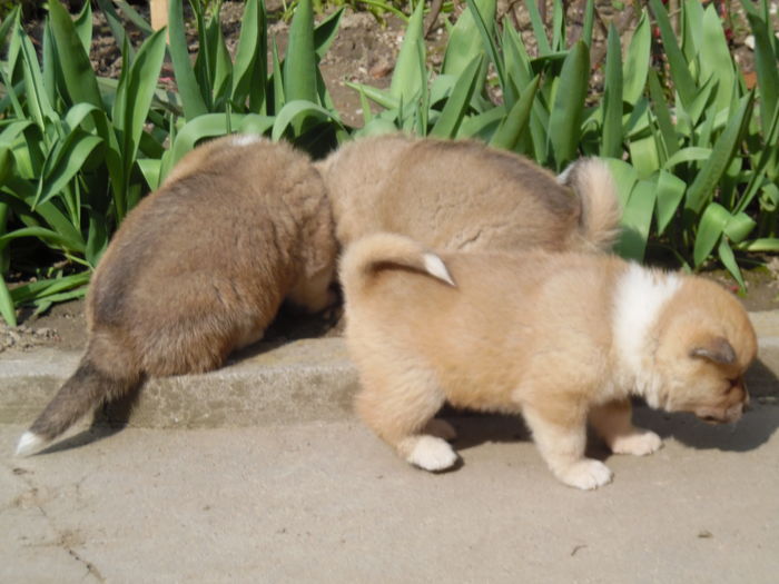 SAM_1167 - AKIRA-femela rasa Akita Inu Japonez