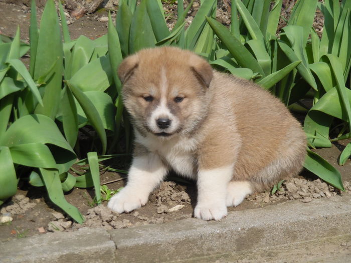 SAM_1156 - AKIRA-femela rasa Akita Inu Japonez