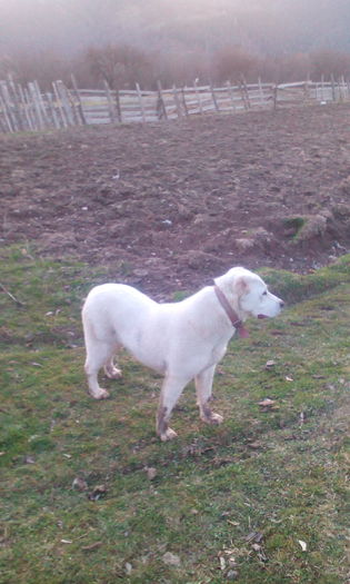 IMG_20160314_180017 - CORA 7luni ALABAI