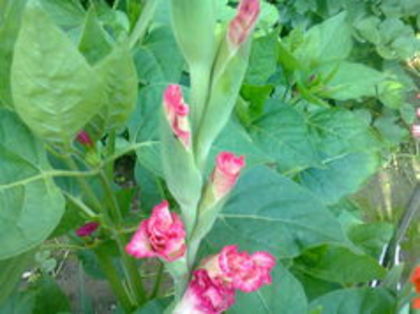 101239988_CPSQPQN3 - GLADIOLE