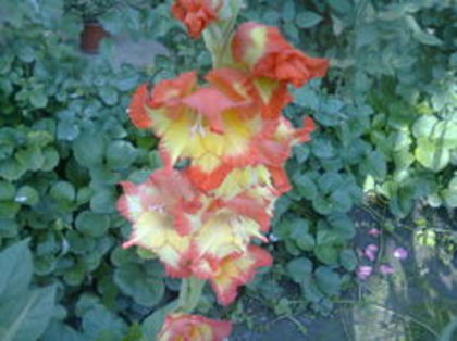 101239935_MVIEJSC - GLADIOLE