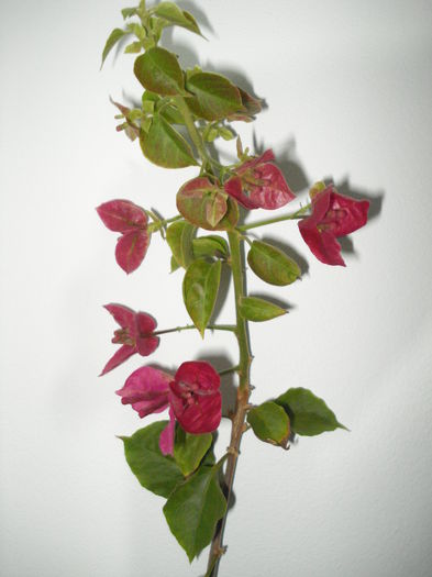 DSC04792 - FLORI 2016