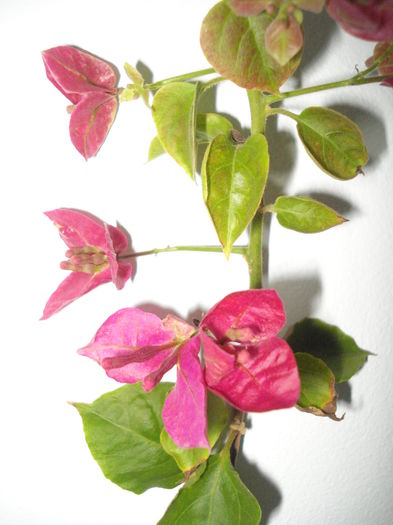 DSC04793 - FLORI 2016