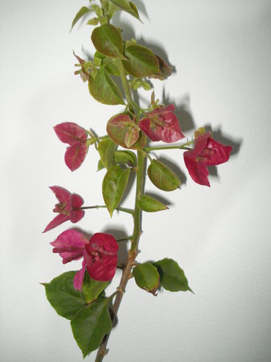 DSC04794 - FLORI 2016