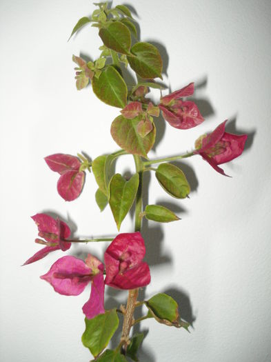 DSC04798 - FLORI 2016