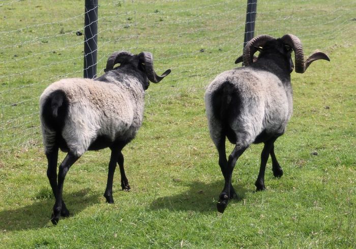 Berbeci Heidschnucke tunsi