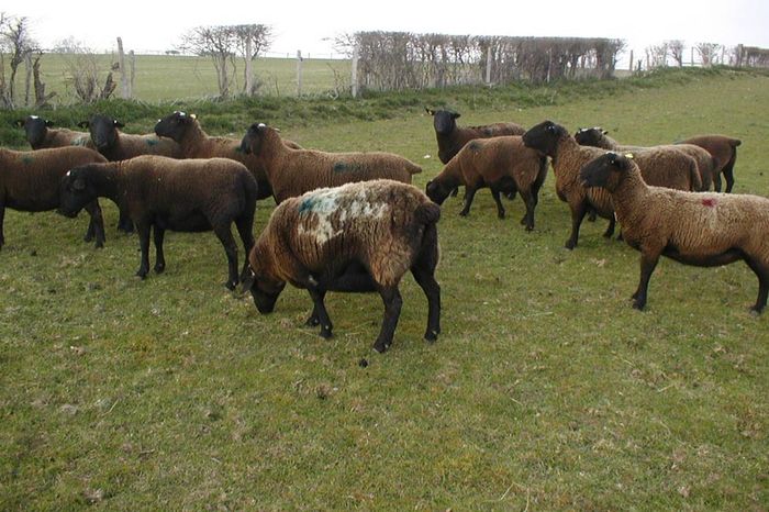 Dorperi negrii frumosi