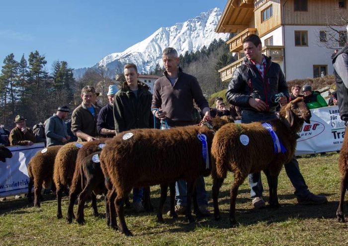 Frumuseti de oi Tiroleze - 654