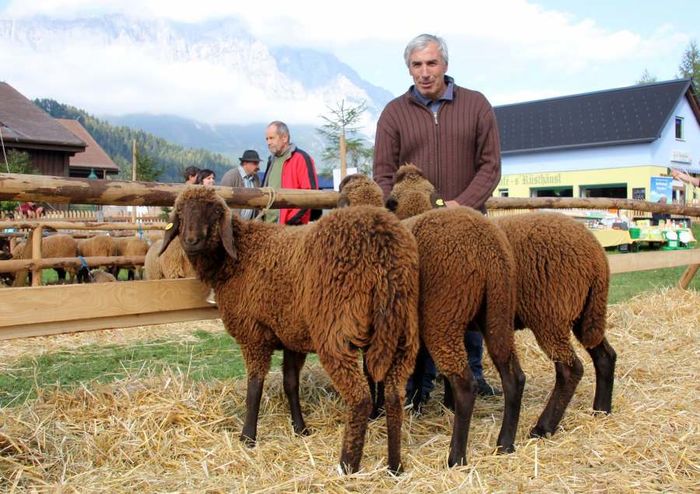 Miori tinere Braunes Bergschaf-8rt